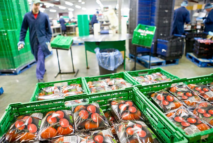 Een magazijnmedewerker behandelt geperforeerde kunststof verpakkingen met tomaten.