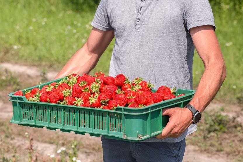 De geperforeerde kunststof bak is een praktische oplossing voor het transport van klein fruit, zoals aardbeien.