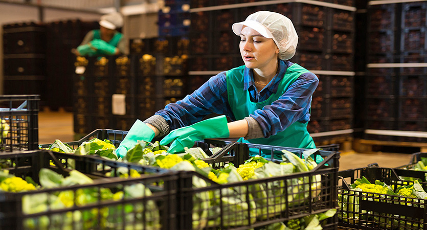 Van veld tot retail: oogstlogistiek optimaliseren met de juiste ladingdragers