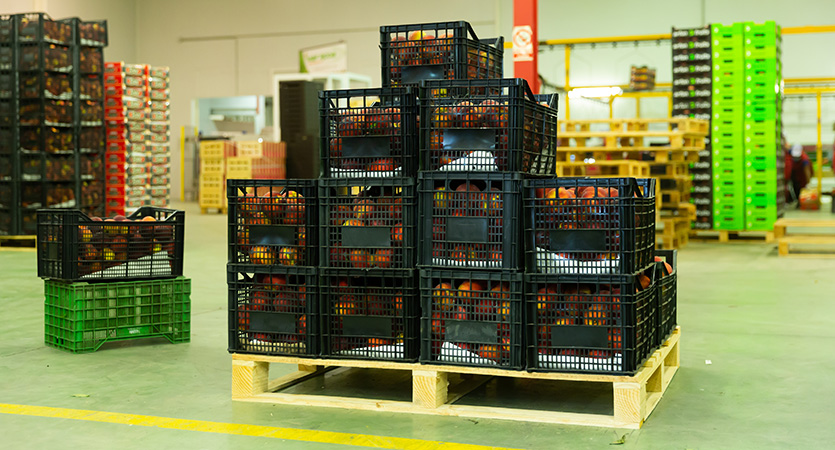 Van veld tot retail: oogstlogistiek optimaliseren met de juiste ladingdragers