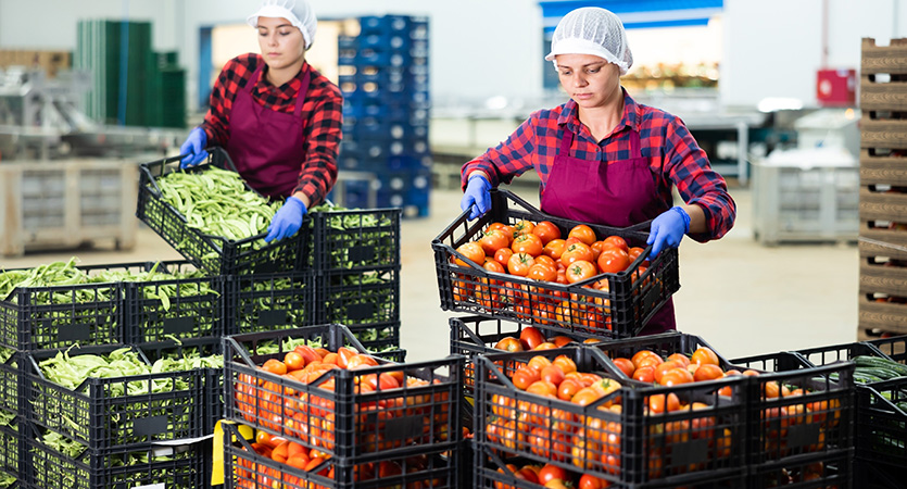 Van veld tot retail: oogstlogistiek optimaliseren met de juiste ladingdragers