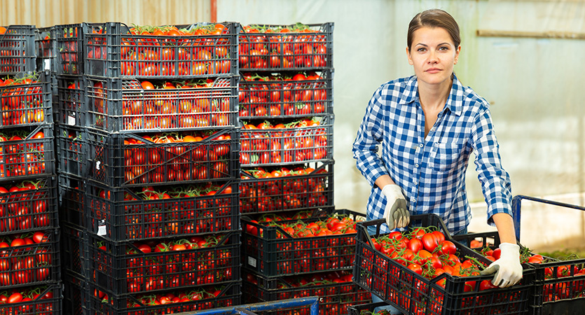 Van veld tot retail: oogstlogistiek optimaliseren met de juiste ladingdragers